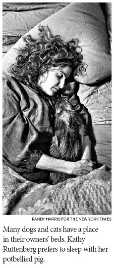 A risky creature comfort: sleeping with a pet