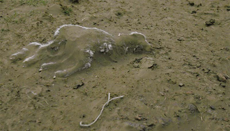 A Dead Lamb