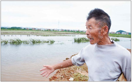 Heavy rains won't hurt early rice yield