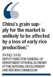Heavy rains won't hurt early rice yield