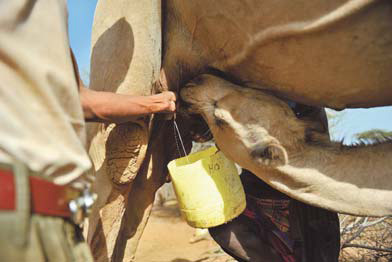 Camel's milk set for boom times