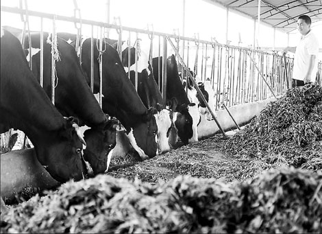 Cold comfort for farmers as milk sours