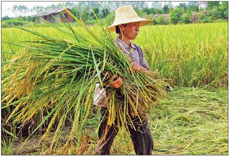 Gov't expecting good grain harvest in 2011