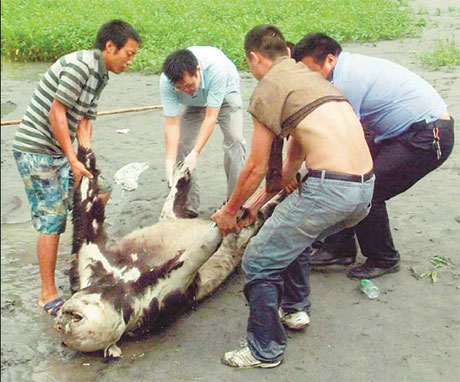 Giant panda victim of weather