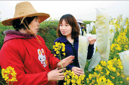 GM crops still wait for harvest