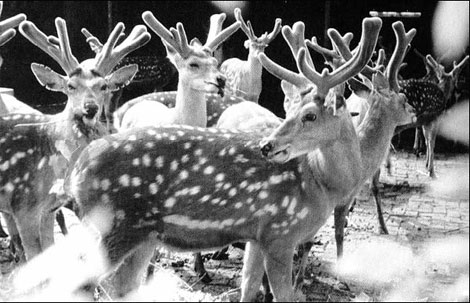 Jilin Special: Deer are a way of life in this county in the Northeast