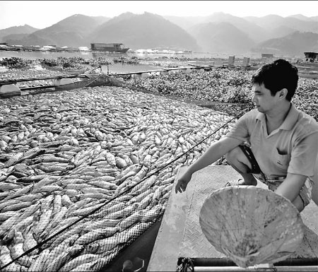 Mysterious fish kills strike Fujian