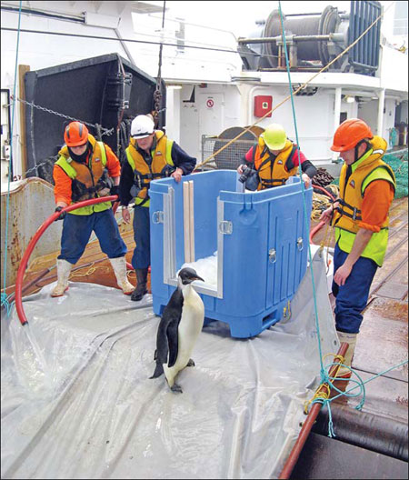 Wayward penguin returns home