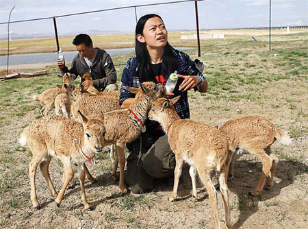 Volunteers help Tibetan antelope hit the road|To