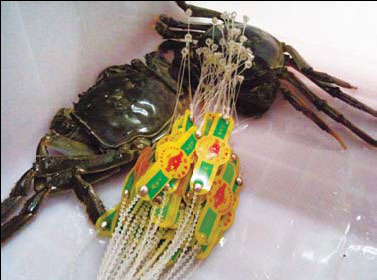 Tasty lake crabs get real seal to stop sale of fakes
