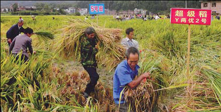 Super rice yield sets world record
