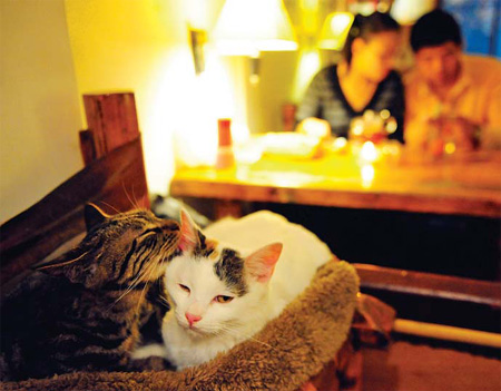 Cat lovers hope to heal the pain