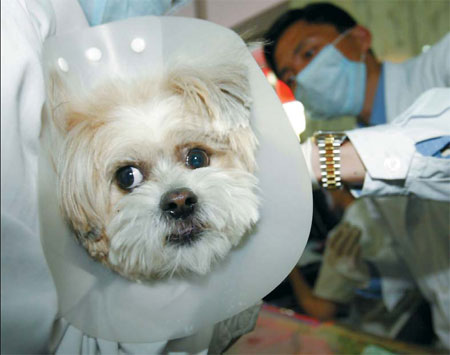 Plan to ID chip city's pooches