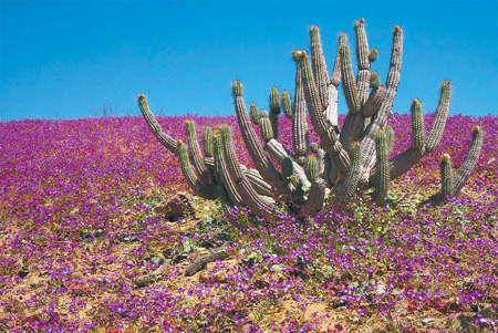 Radiant flowers blanket Chile's Atacama desert
