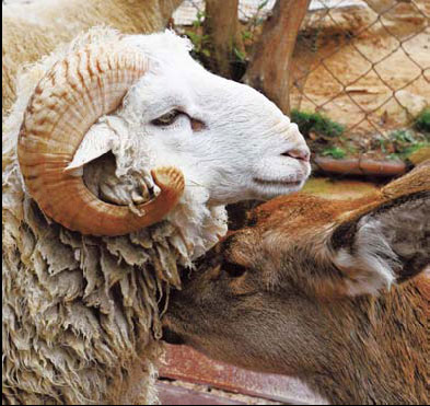 Oh deer, I think I love you