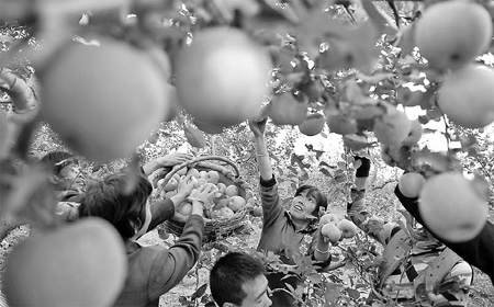Government assistance apple of farmers' eyes