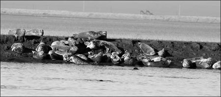 Road to give seal habitat wide berth, activist says