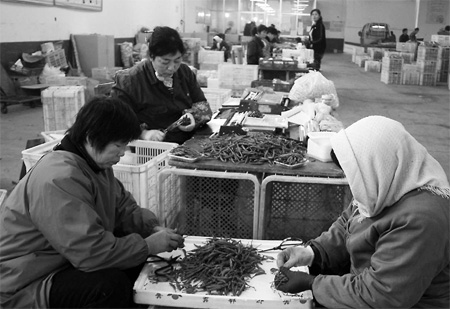Farmers begin to gradually sow the seeds of change