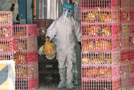 Flu scare sparks mass bird cull in HK