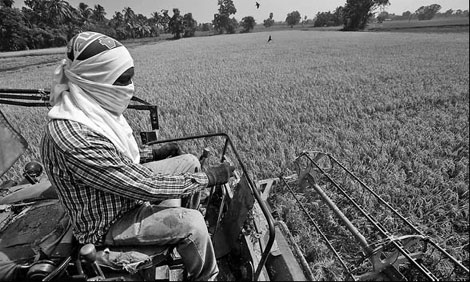 Myanmar rice shipments forecast to double this year