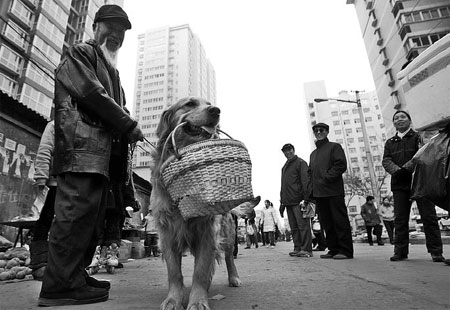 Xi'an keeps large dogs out of center