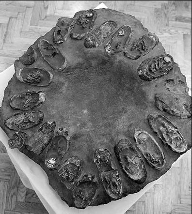 Smuggled dinosaur nest may be a fake