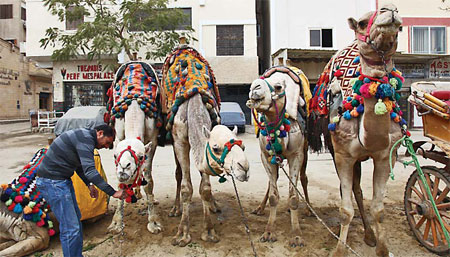 Stable owner at sharp end