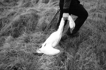 Volunteers flocking to help save endangered swans in wetland