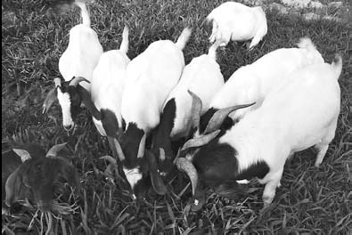 Back to the green grass of home