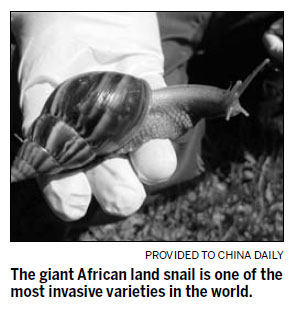 Giant African snail invasion a shell of a big problem in US