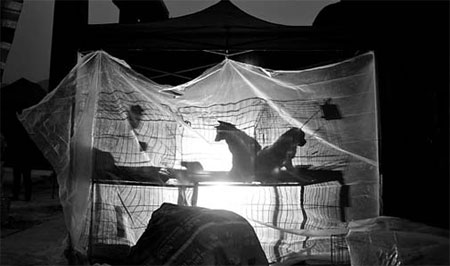 Doing their best to protect pooches