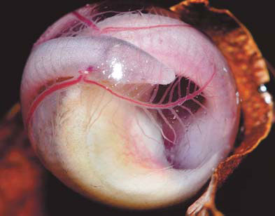 Legless amphibian discovered in India