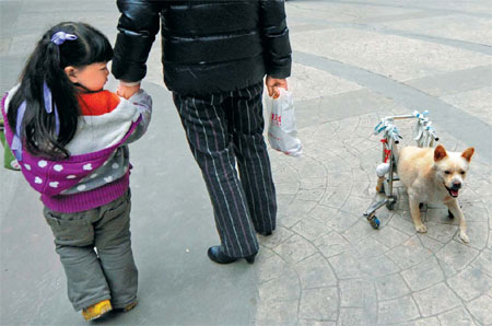 Paralyzed dog wheeling through life