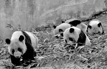 A tale of two bases for pandas