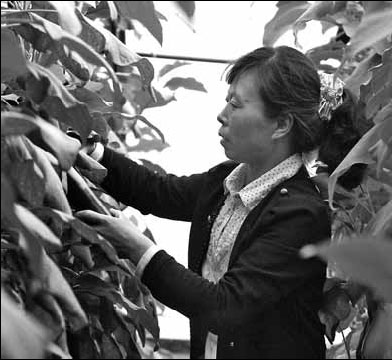 Chaoyang becomes nation's vegetable garden
