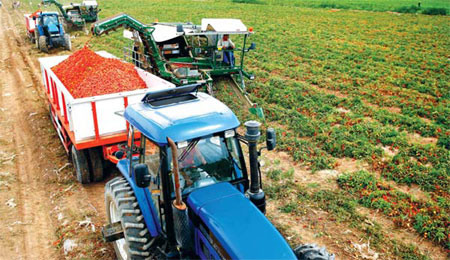 COFCO ups quality while eyeing growth in tomato processing