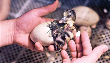 Cheep thrills