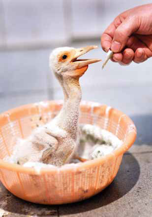 Cheep thrills