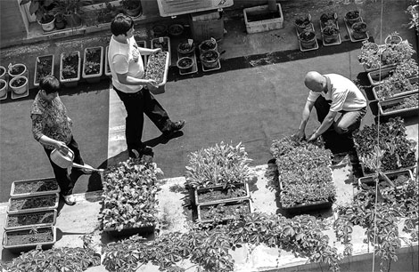 Balcony farmers are taking root