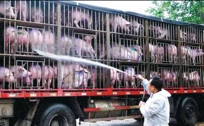Henan pigs enjoy 'VIP' treatment