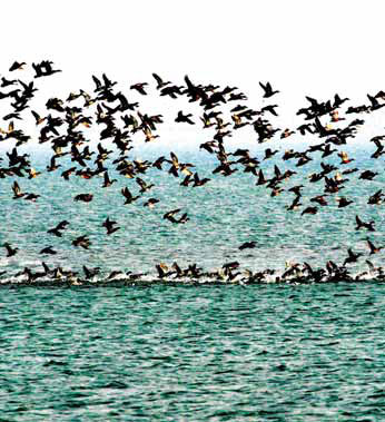 40% of wetlands restored at a cost of 1.3 billion yuan