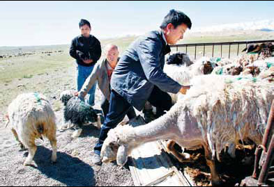 Herders hope for greener pastures with new schedule
