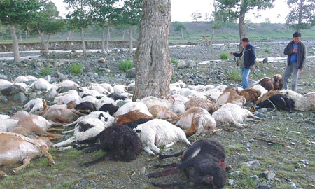 173 sheep killed by lightning