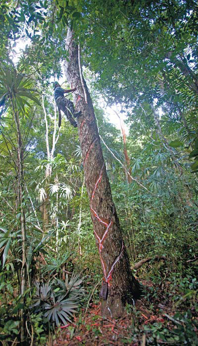 Jungle gum makers stick to their work