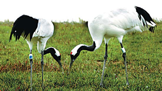 A driving force in ecology