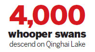 Whooper swans paint pretty picture on lake