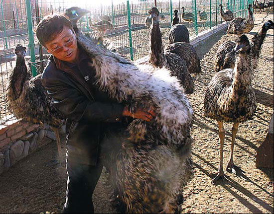 Feasible fowl |Business |chinadaily.com.cn