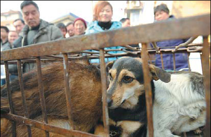 Lost dogs being fed into grisly trade