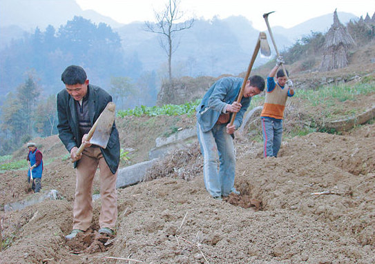 White tea lifts Guizhou county out of poverty