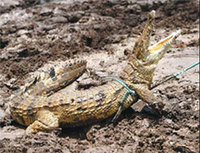 Thousands of crocodiles flee farm